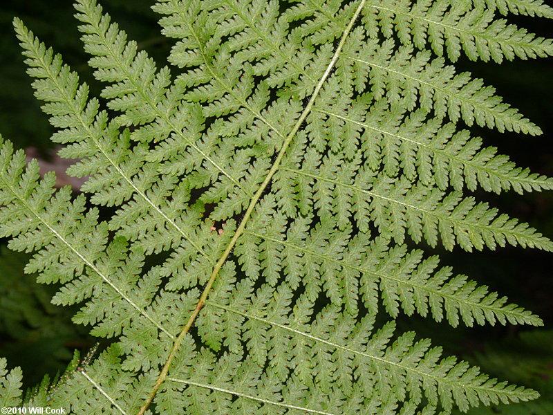 G3004 Fern Dennstaedtia Punctilobula (hayscented) - View 18 from www redcrocus com