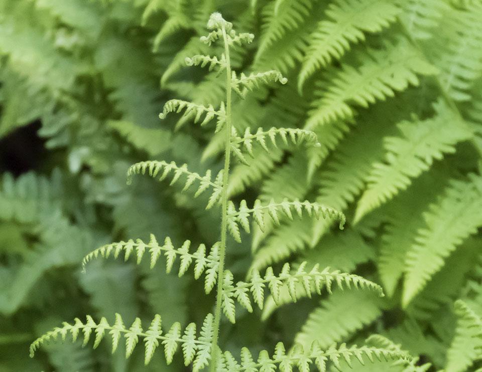 G3004 Fern Dennstaedtia Punctilobula (hayscented) - View 19 from www redcrocus com