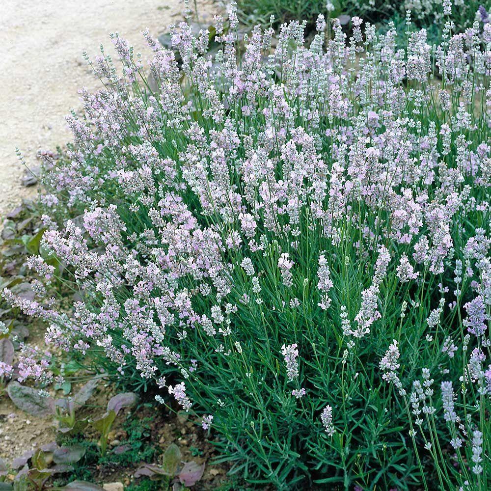 G3014 Lavandula X Intermedia Provence 10 D6eb6d8e D60d 4fcc 8477 B8f2fb1a967b from www redcrocus com