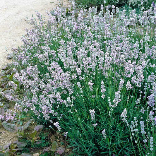 G3014 Lavandula X Intermedia Provence 10 D6eb6d8e D60d 4fcc 8477 B8f2fb1a967b from www redcrocus com