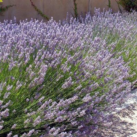G3014 Lavandula X Intermedia Provence 12 6c0f5e26 Cc4f 435b 8232 76c1499ab3d9 from www redcrocus com