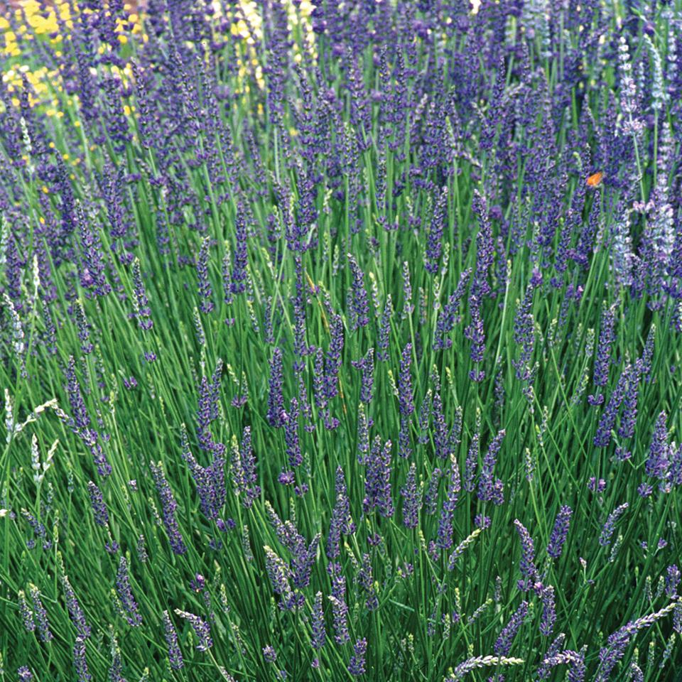 G3014 Lavandula X Intermedia Provence 13 F177c311 Cd8f 4c0a 8153 E58ba73f546e from www redcrocus com