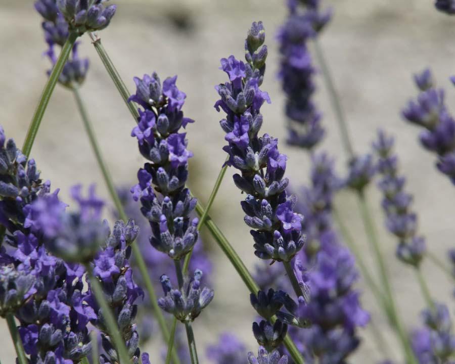 G3014 Lavandula X Intermedia Provence 14 9e91f2c2 813a 485e 83a2 Ec72a08ae8c9 from www redcrocus com