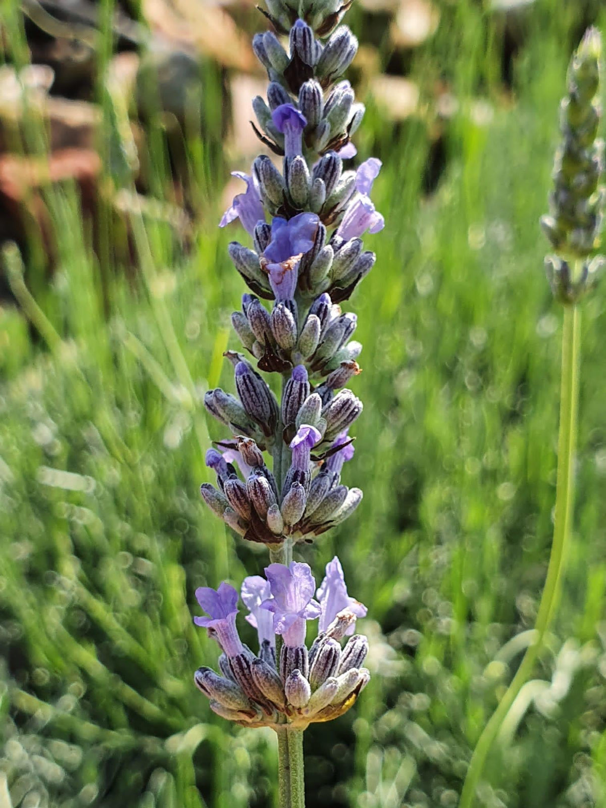 G3014 Lavandula X Intermedia Provence 2 Da3c0915 0280 4973 8eb1 Bc7d0ad4d7c8 from www redcrocus com
