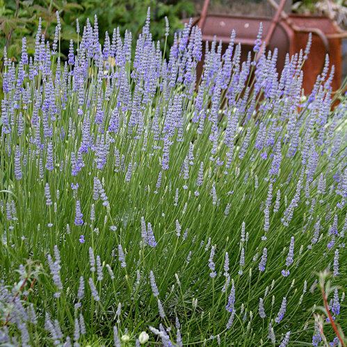G3014 Lavandula X Intermedia Provence 5 Aae83491 8f8e 42d2 8f75 478b8537c7dd from www redcrocus com