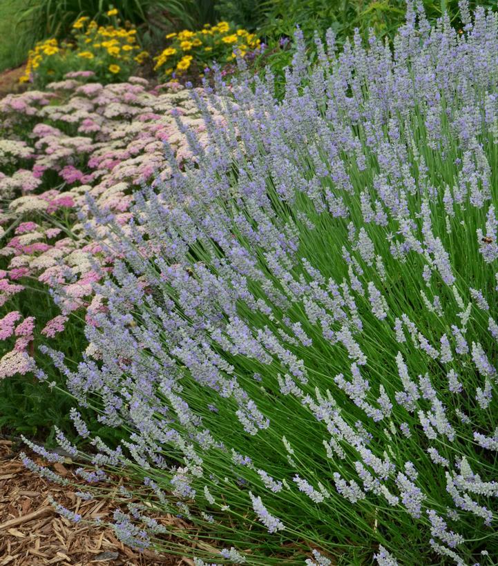 G3014 Lavandula X Intermedia Provence 6 Deded5bb 825c 4e80 B29e 521dbff1ddc4 from www redcrocus com