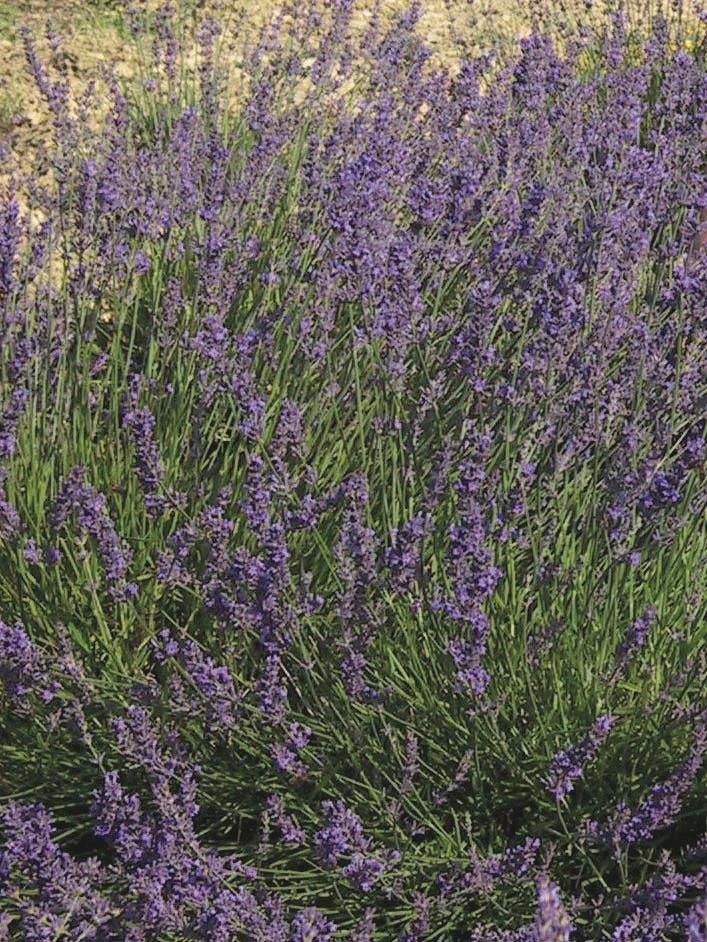 G3014 Lavandula X Intermedia Provence 9 F506a7f7 04e3 4f95 84a4 D4900b105e22 from www redcrocus com