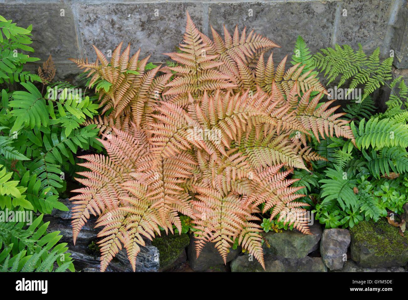 G3017 Fern Dryopteris Erythrosora 10 410f41bd Ad53 459a A944 4eaf93f10e84 from www redcrocus com