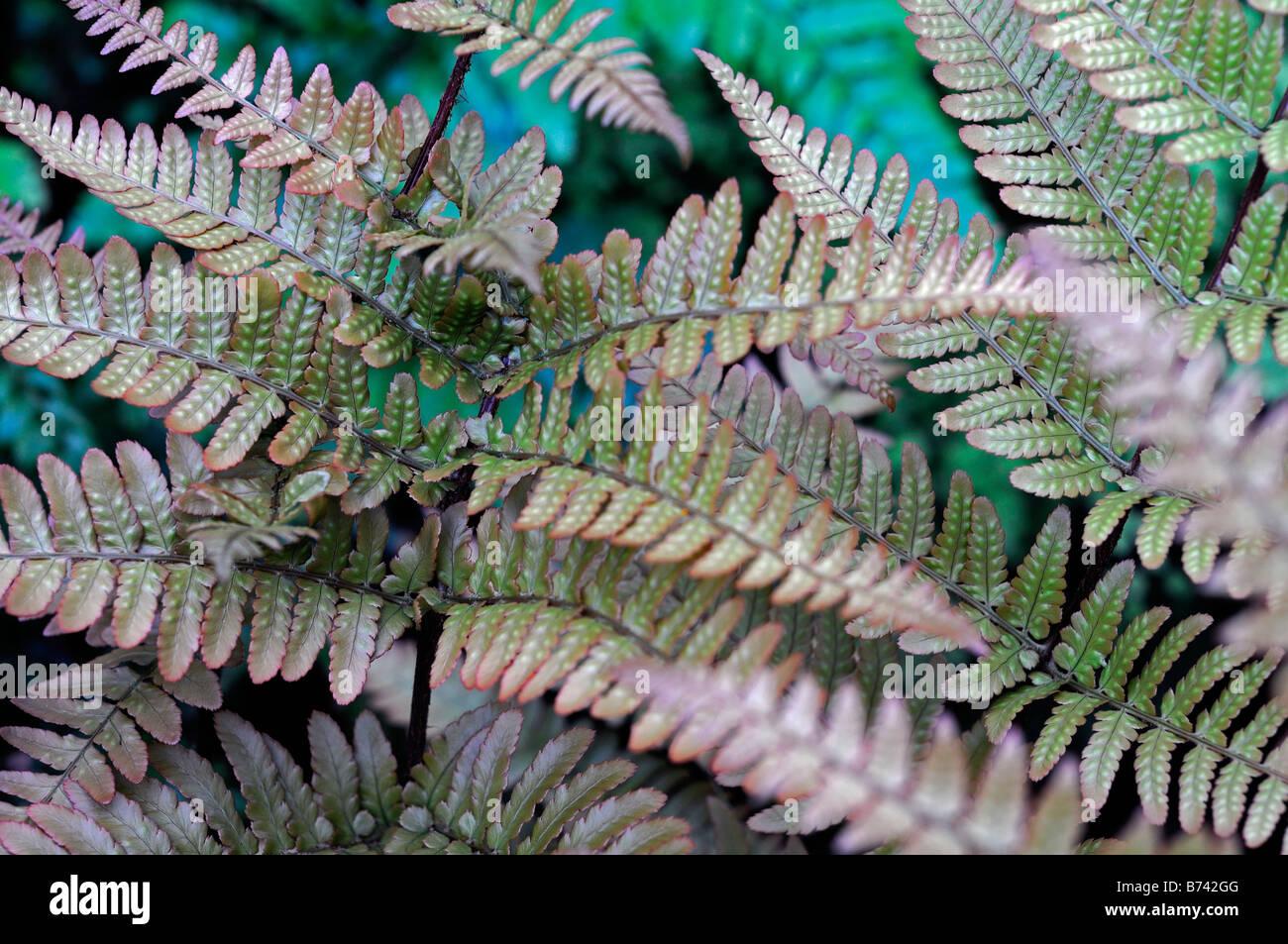 G3017 Fern Dryopteris Erythrosora 11 E420e1d1 21a5 4c52 A4e8 Bb6b81843a0f from www redcrocus com