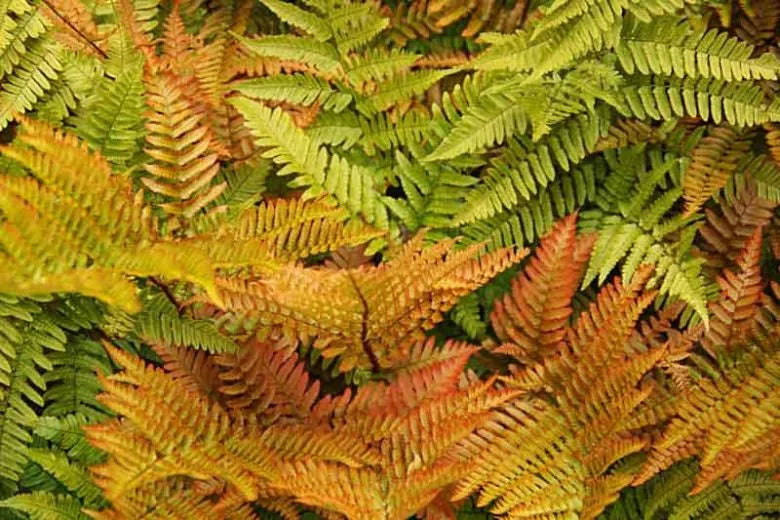 G3017 Fern Dryopteris Erythrosora 12 75cf452d Ff21 4536 B627 8003843a77dd from www redcrocus com