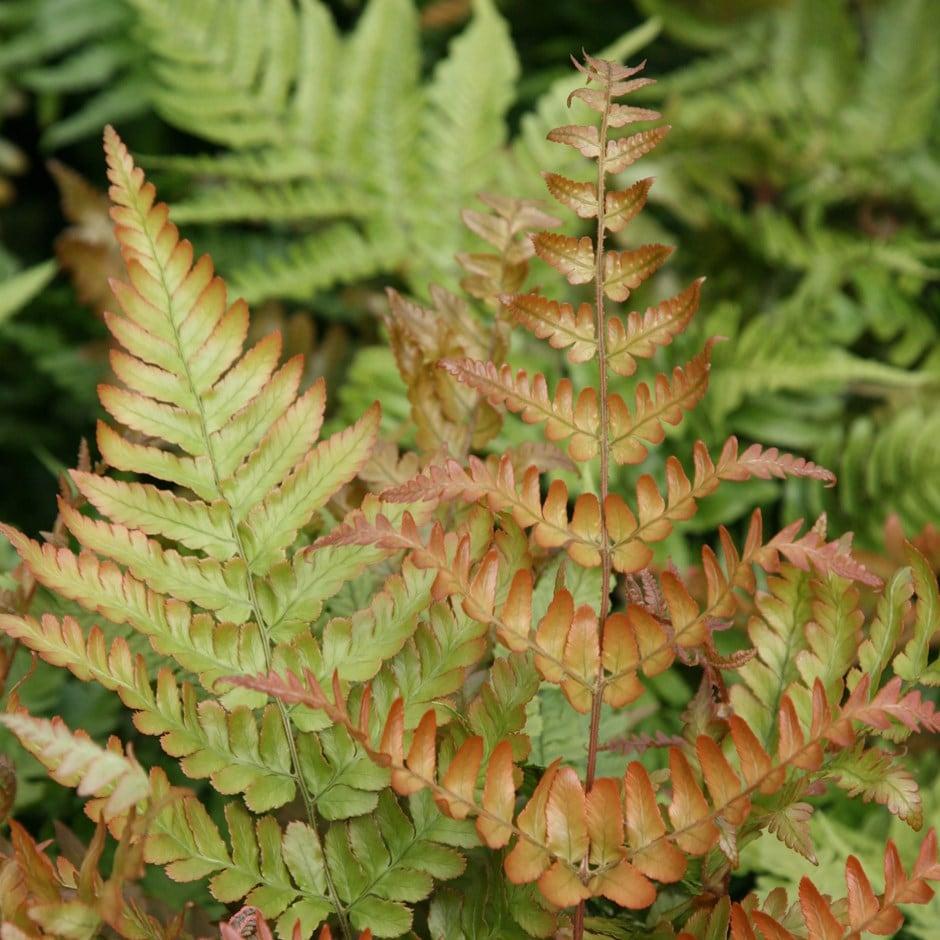 G3017 Fern Dryopteris Erythrosora 12 1f5bb32f A628 4b26 9843 1fa9292f50f0 from www redcrocus com