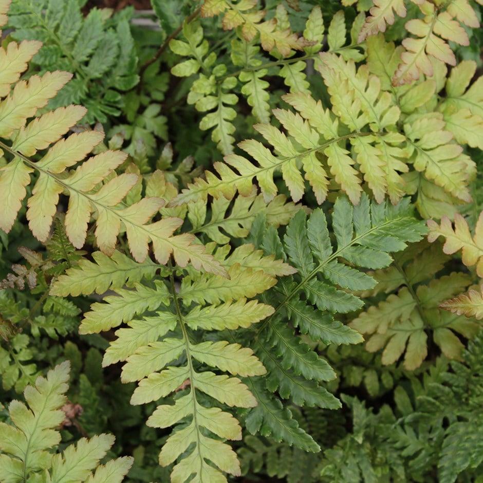 G3017 Fern Dryopteris Erythrosora 13 21f4a9ca Decd 4e59 9a1d 8adbb0a8dd72 from www redcrocus com