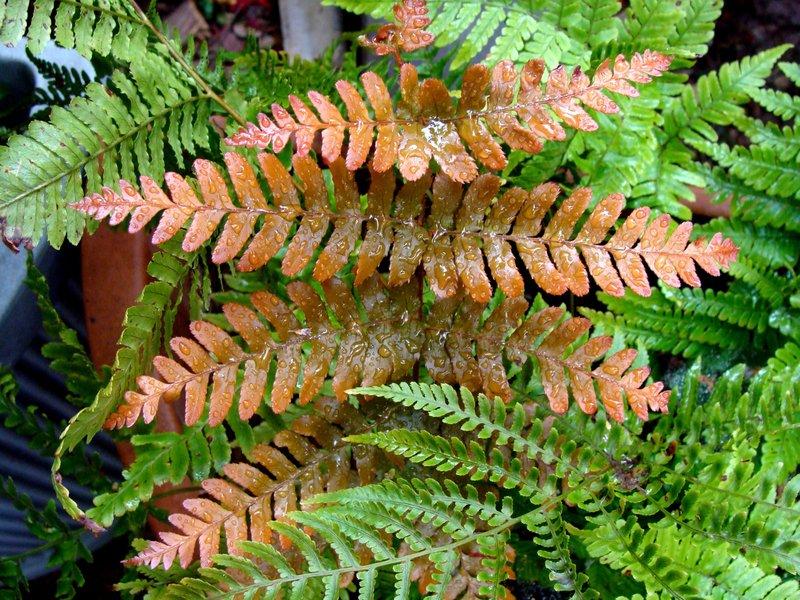 G3017 Fern Dryopteris Erythrosora 16 5fbc04bb Ea15 4b67 9e8f 85117f897eb2 from www redcrocus com