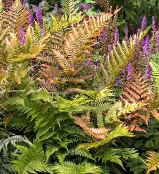 G3017 Fern Dryopteris Erythrosora 17 F5f43aba A73c 44c6 Acba 5c7e945d8be5 from www redcrocus com