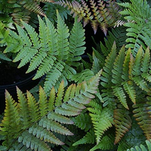 G3017 Fern Dryopteris Erythrosora 19 E2667cda F0d5 4cce 8ae0 2d9990703dc3 from www redcrocus com