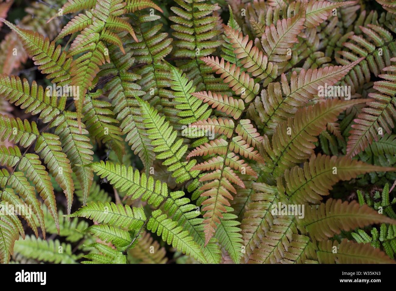 G3017 Fern Dryopteris Erythrosora 1 857574f4 Ef41 4ed0 A335 Dde204ec1378 from www redcrocus com