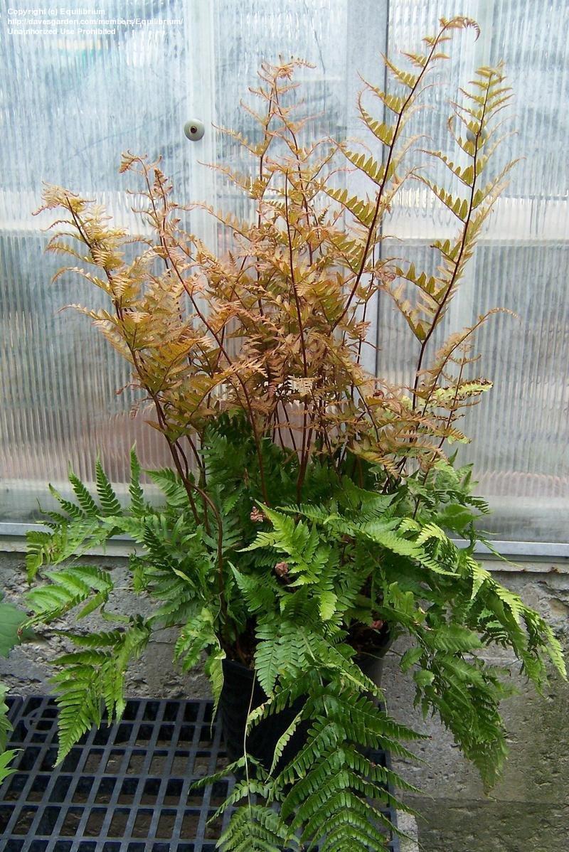 G3017 Fern Dryopteris Erythrosora 20 Dd14a0b6 385f 46f6 947e F17ead682115 from www redcrocus com
