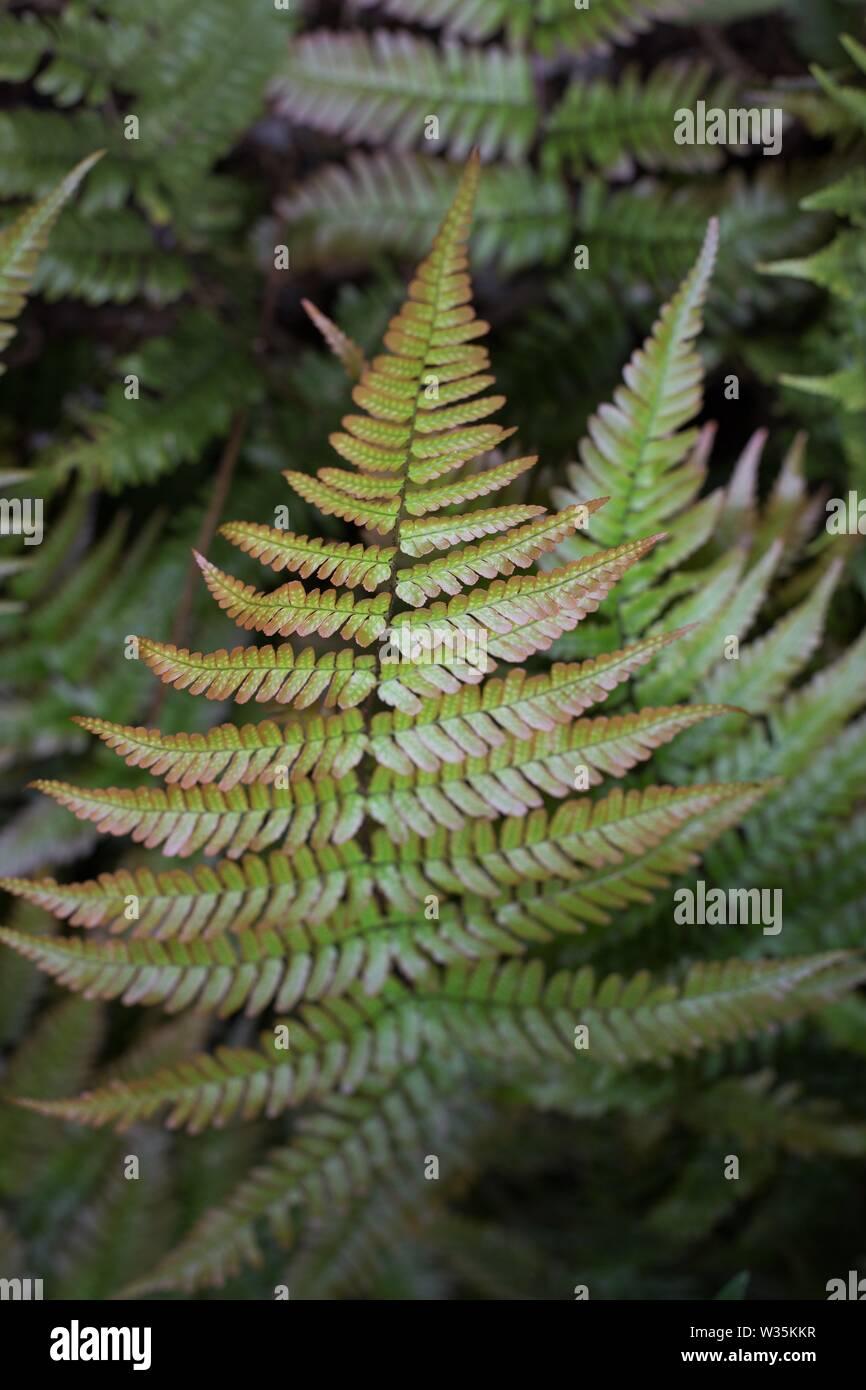 G3017 Fern Dryopteris Erythrosora 4 8ac797fc Ff7f 4c2b B9c9 8a55ccc38a09 from www redcrocus com