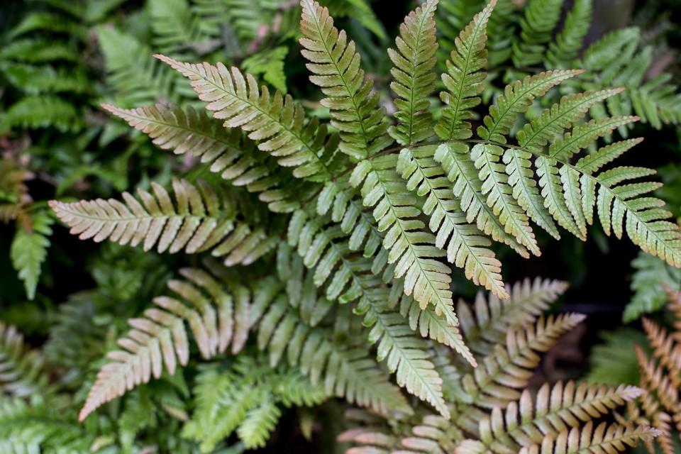 G3017 Fern Dryopteris Erythrosora 5 7749b502 19d0 4b99 Aab6 52d588071a3f from www redcrocus com