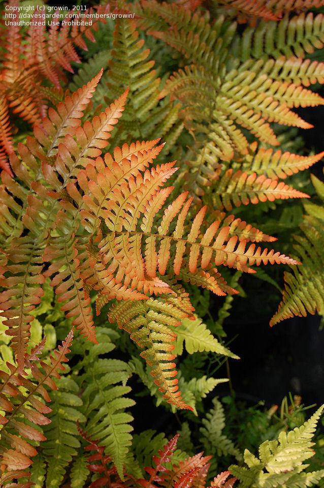 G3017 Fern Dryopteris Erythrosora 7 A4124073 F72a 466d 8c30 D6adb5a18130 from www redcrocus com