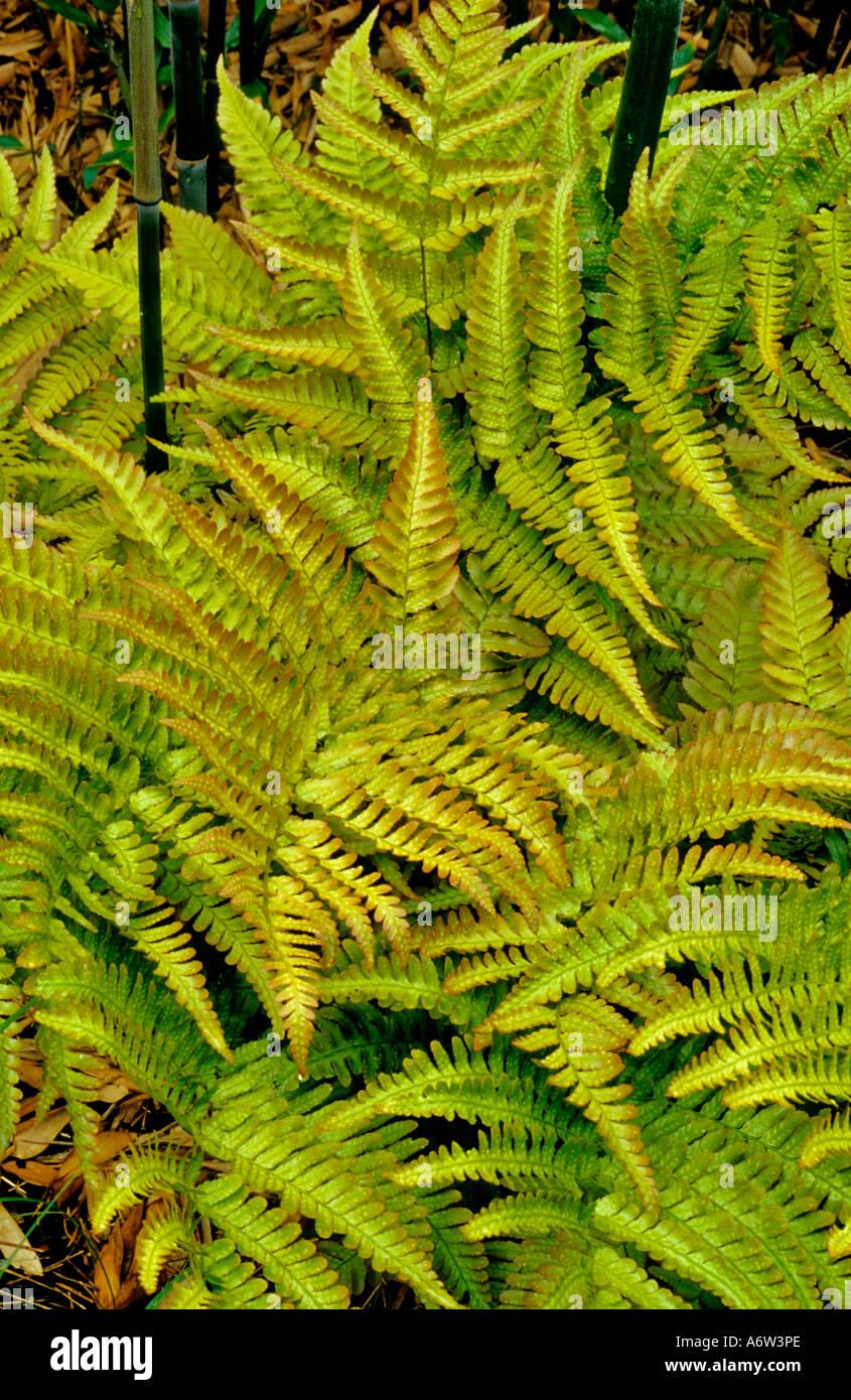 G3017 Fern Dryopteris Erythrosora 8 49453d7e 00a6 44f0 93d6 62d47d0e820d from www redcrocus com