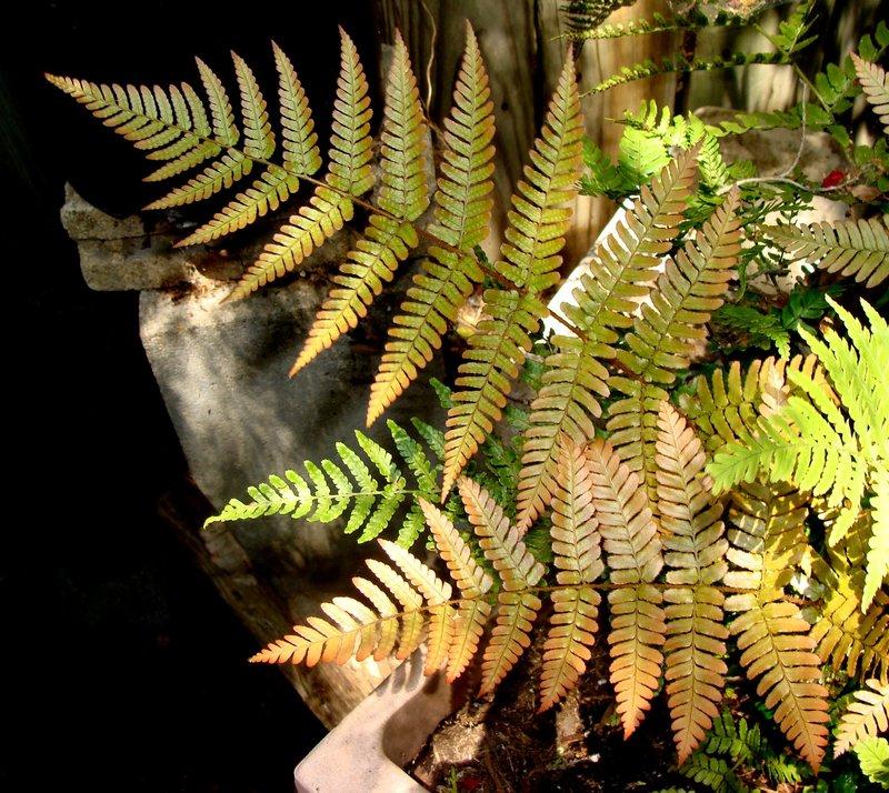 G3017 Fern Dryopteris Erythrosora 9 Be321a3d 807a 476e B9d8 6e9aaabdbccd from www redcrocus com