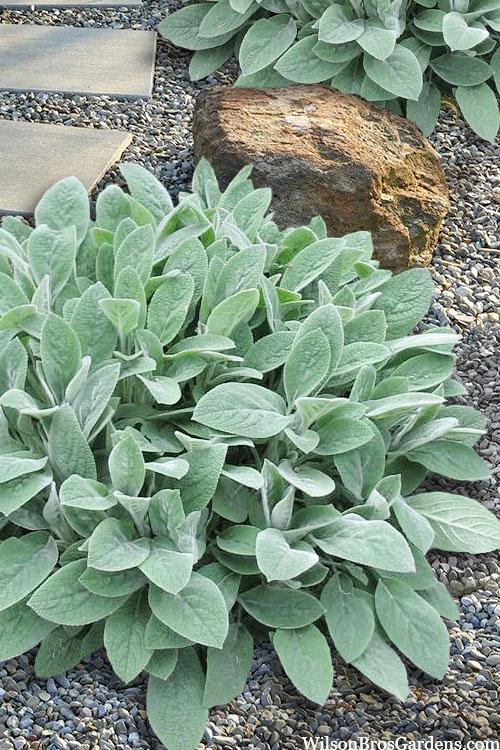 G3029 Stachys Byzantina 27helen Von Stein 27 10 2a3f5109 4f17 4c1e Aa35 57cd1c795514 from www redcrocus com