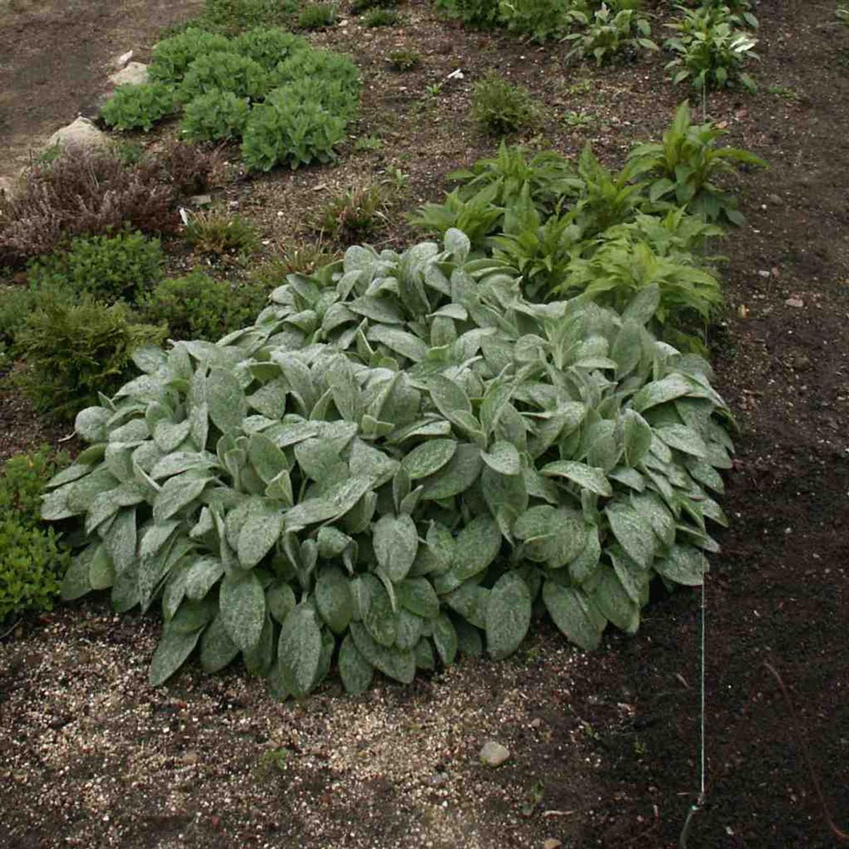 G3029 Stachys Byzantina 27helen Von Stein 27 11 6ac68563 4707 41b6 B1a5 7eb6152b582a from www redcrocus com