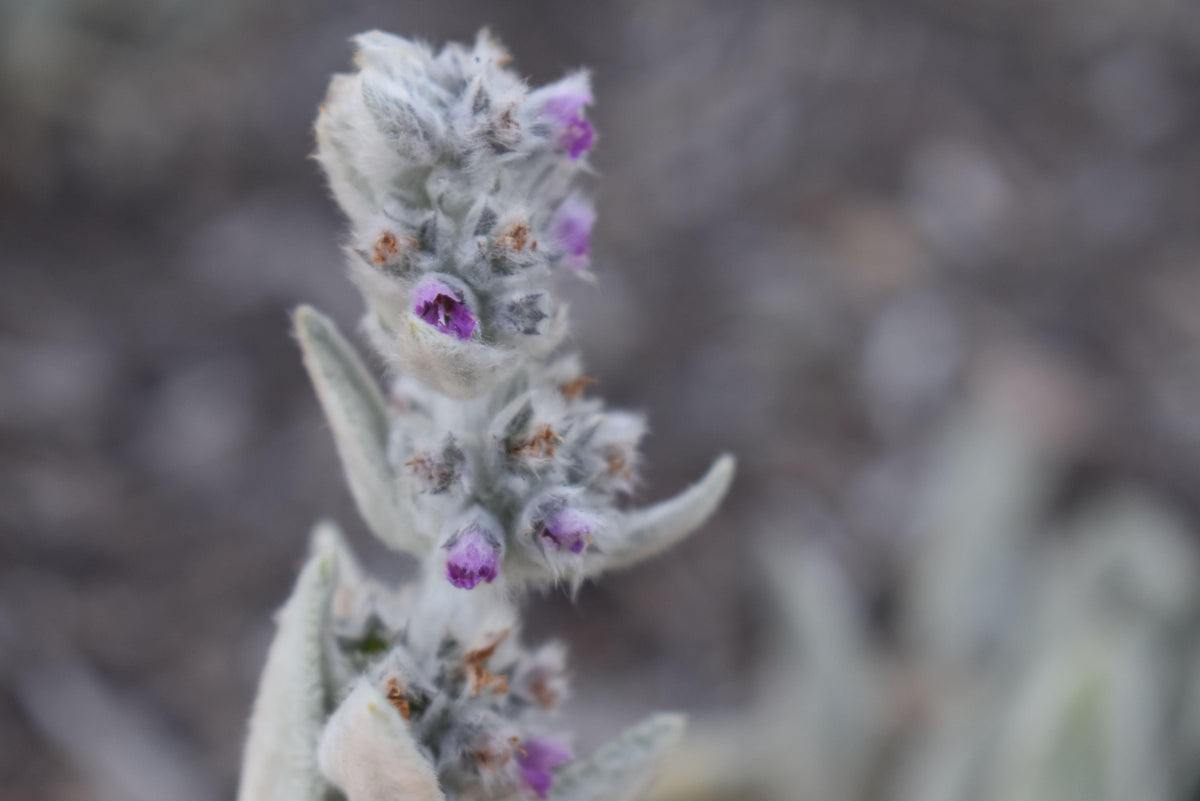 G3029 Stachys Byzantina 27helen Von Stein 27 32 522f72c8 Bb8a 44ad Bace 72edbd31e925 from www redcrocus com