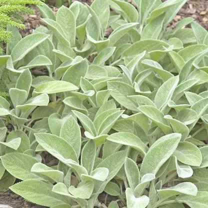 G3029 Stachys Byzantina 27helen Von Stein 27 38 D1b63198 F24e 436d Bc87 E0de548f8c69 from www redcrocus com