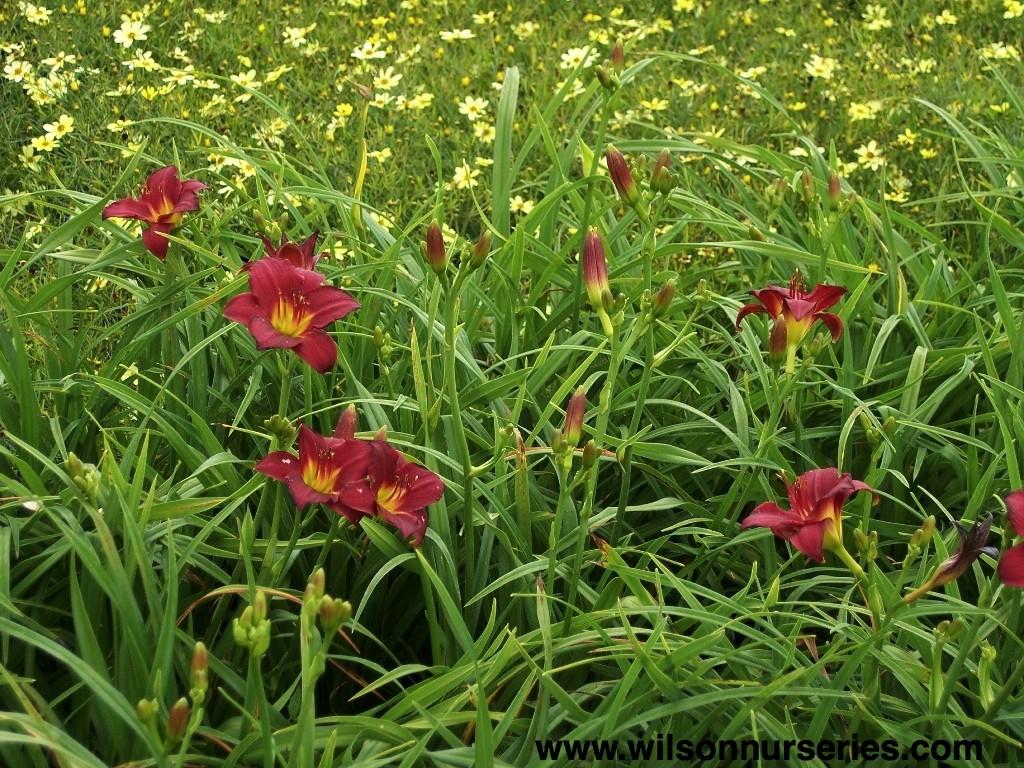 G3045 Hemerocallis X 'pardon Me' - View 10 from www redcrocus com