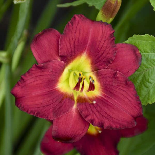 G3045 Hemerocallis X 'pardon Me' - View 11 from www redcrocus com