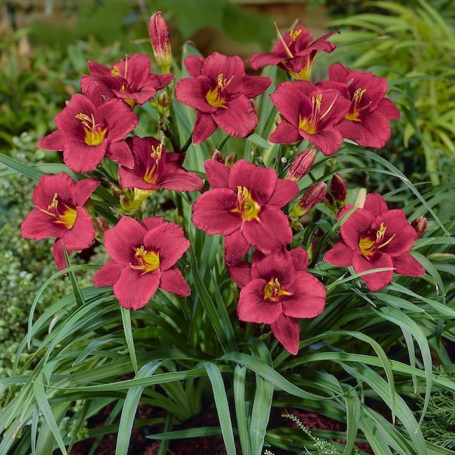 G3045 Hemerocallis X 'pardon Me' - View 12 from www redcrocus com
