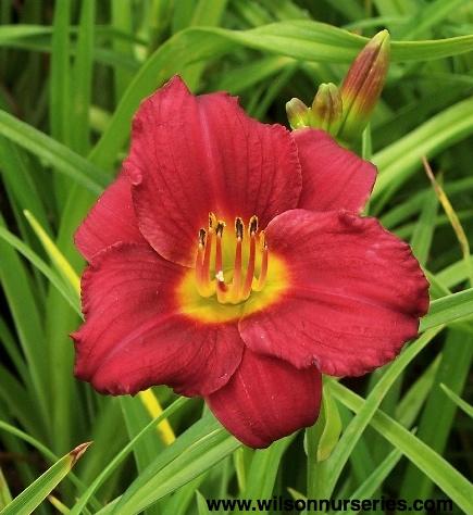 G3045 Hemerocallis X 'pardon Me' - View 14 from www redcrocus com