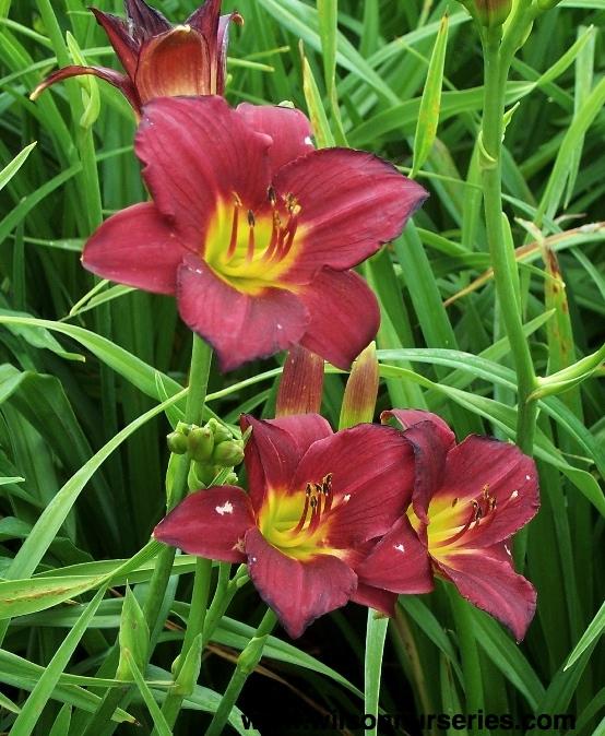 G3045 Hemerocallis X 'pardon Me' - View 15 from www redcrocus com