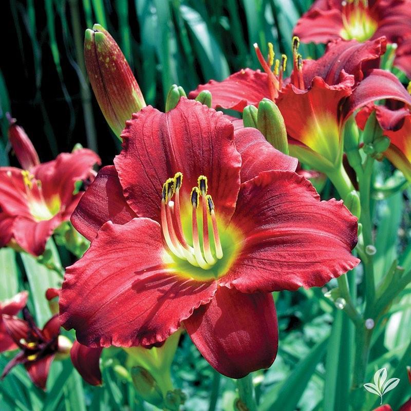 G3045 Hemerocallis X 'pardon Me' - View 16 from www redcrocus com
