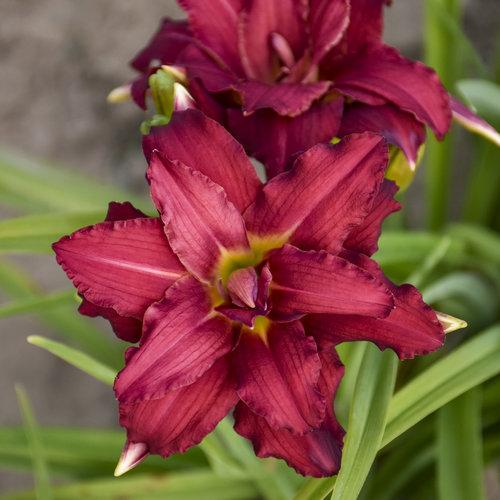 G3045 Hemerocallis X 'pardon Me' - View 17 from www redcrocus com