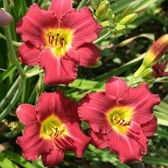 G3045 Hemerocallis X 'pardon Me' - View 18 from www redcrocus com