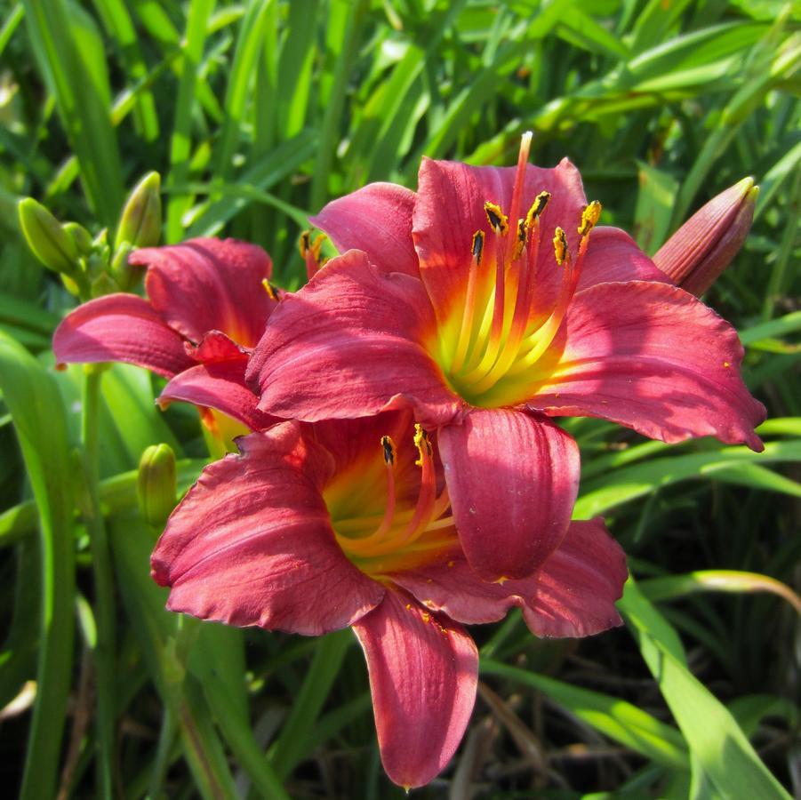 G3045 Hemerocallis X 'pardon Me' - View 19 from www redcrocus com