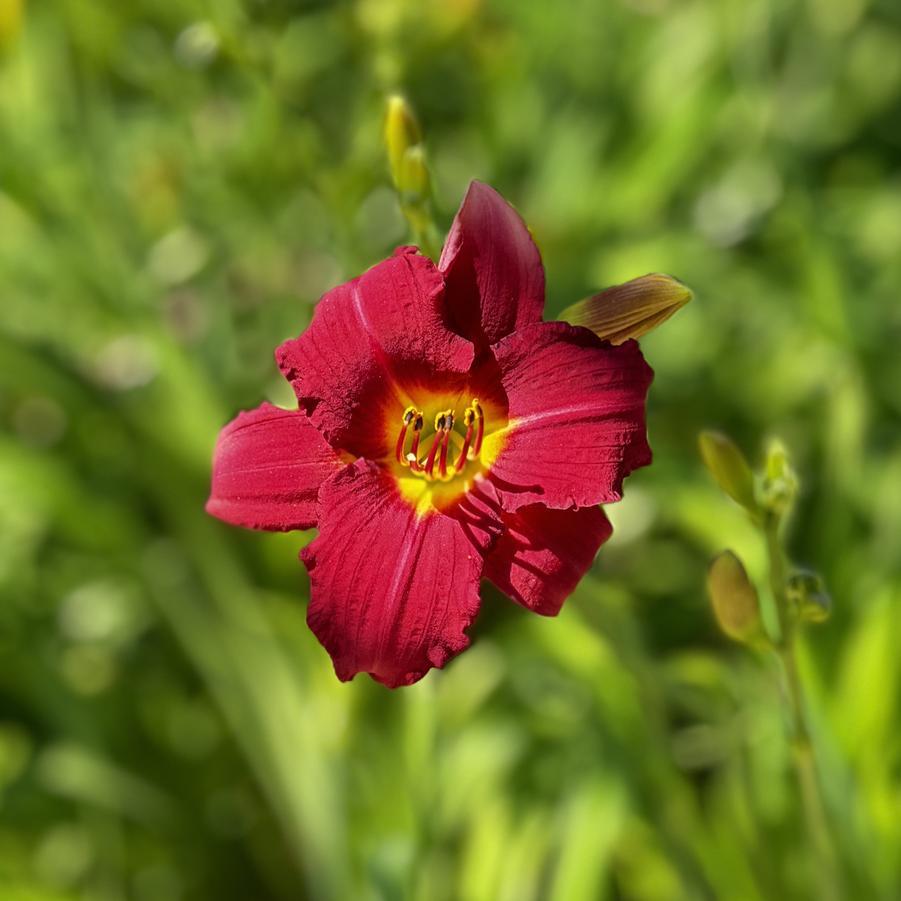 G3045 Hemerocallis X 'pardon Me' - View 20 from www redcrocus com