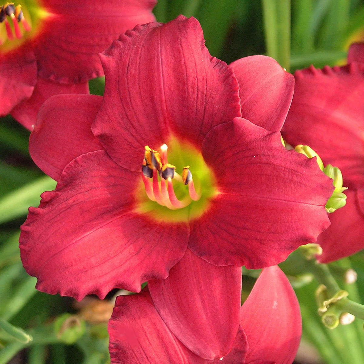 G3045 Hemerocallis X 'pardon Me' - View 21 from www redcrocus com