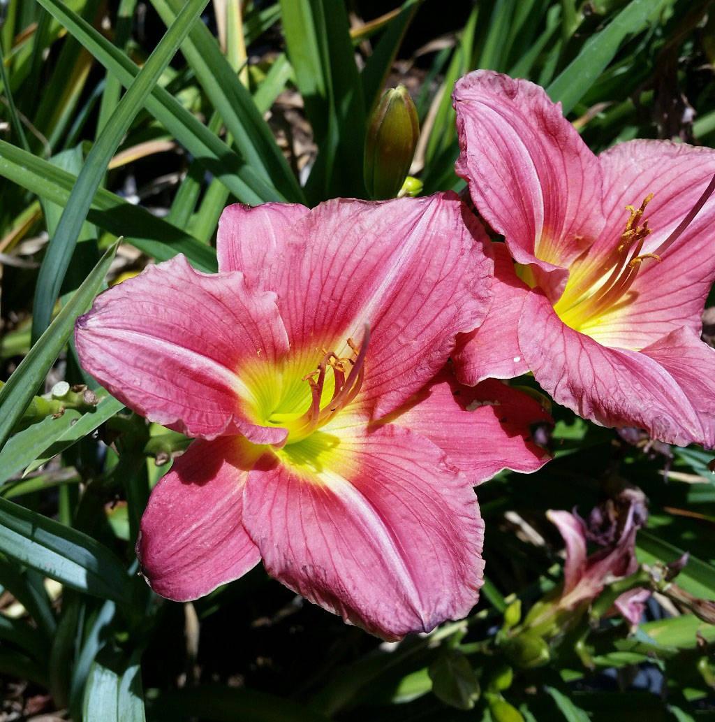 G3045 Hemerocallis X 'pardon Me' - View 22 from www redcrocus com