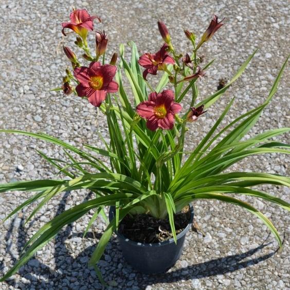 G3045 Hemerocallis X 'pardon Me' - View 23 from www redcrocus com