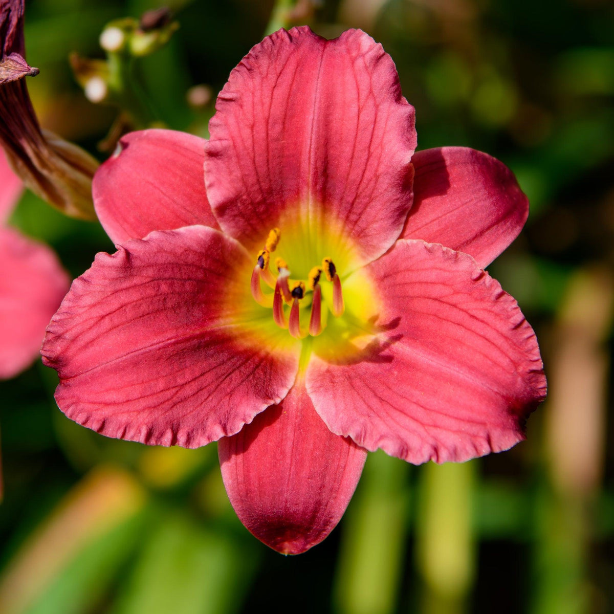 G3045 Hemerocallis X 'pardon Me' - View 24 from www redcrocus com