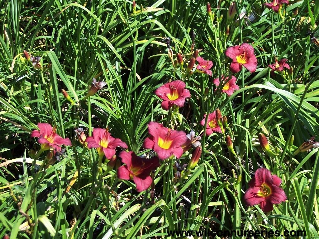 G3045 Hemerocallis X 'pardon Me' - View 25 from www redcrocus com