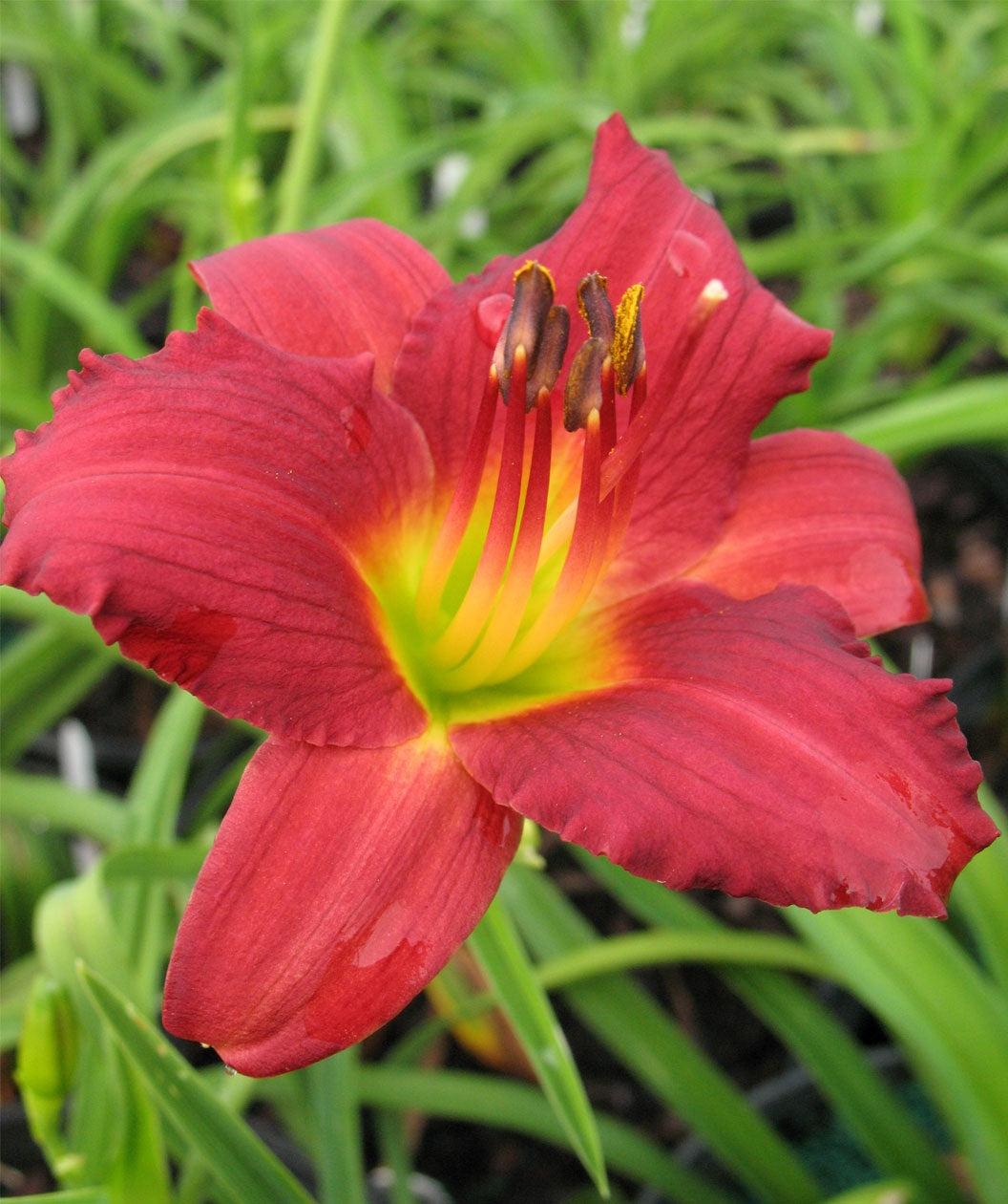 G3045 Hemerocallis X 'pardon Me' - View 26 from www redcrocus com