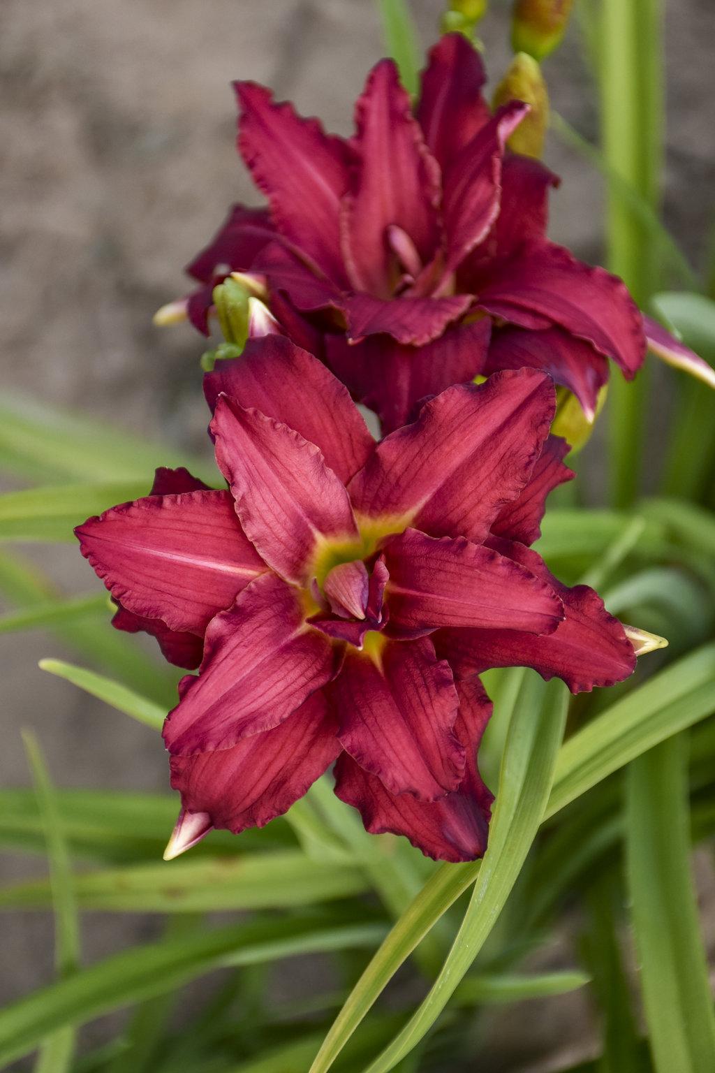 G3045 Hemerocallis X 'pardon Me' - View 27 from www redcrocus com