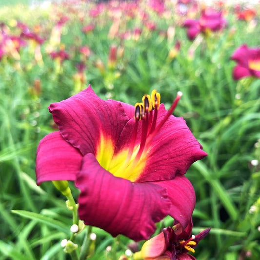 G3045 Hemerocallis X 'pardon Me' - View 28 from www redcrocus com