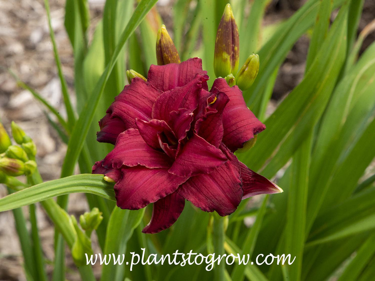 G3045 Hemerocallis X 'pardon Me' - View 29 from www redcrocus com