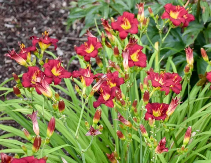 G3045 Hemerocallis X 'pardon Me' - View 2 from www redcrocus com